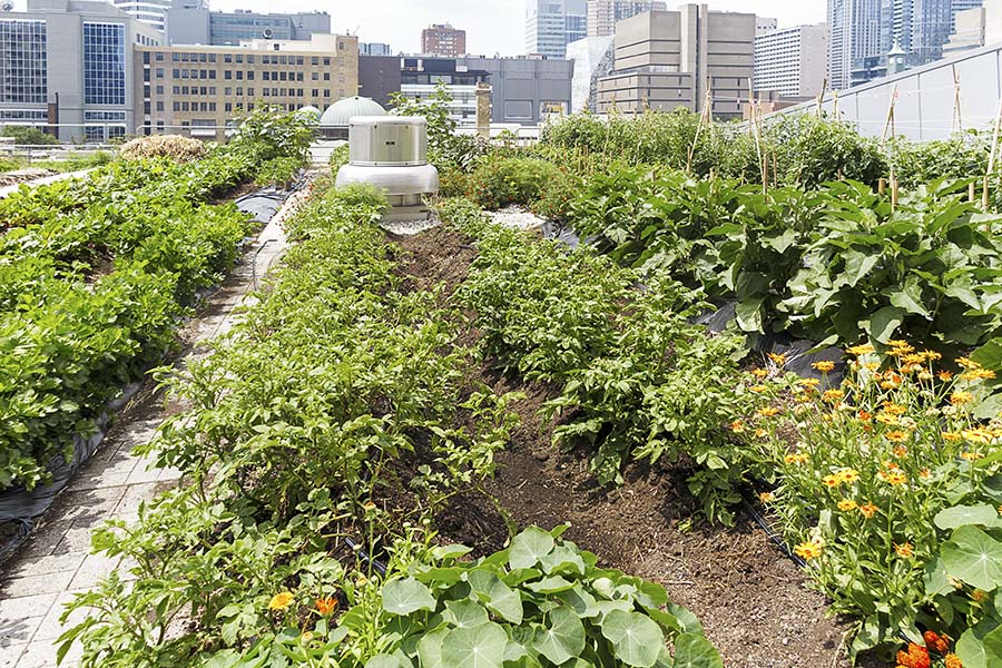 urban-agriculture-900x600.jpg vegetables growing on a roof top in an urban area